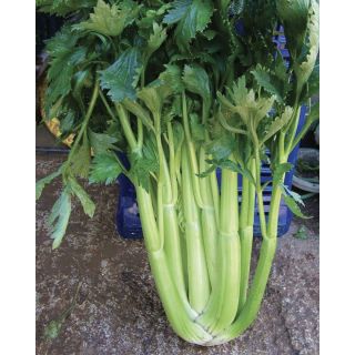 Compra APIO D’ELNE Pildorado (5.000 Semillas). en la tienda online Fito Agrícola