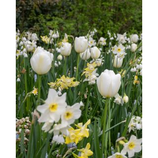 Compra ARCTIC FRESH (100 Unid.). en la tienda online Fito Agrícola