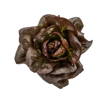 Compra LECHUGA ARDENTA Pildorada (5.000 Semillas). en la tienda online Fito Agrícola