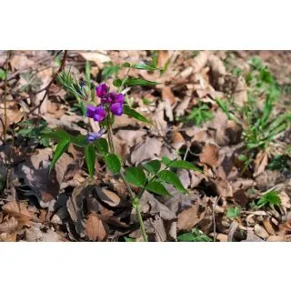 Compra ALMORTAS, GUIJAS (25 Kgr.). en la tienda online Fito Agrícola