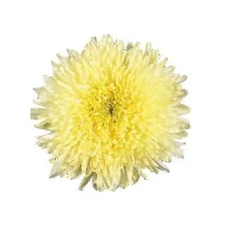 Compra ASTER DE CHINA BENPRINCESS AMARILLA (1.000 Semillas) en la tienda online Fito Agrícola