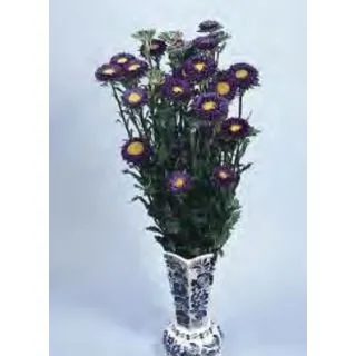 Compra ASTER DE CHINA FAN DEEP BLUE (1.000 Semillas) en la tienda online Fito Agrícola