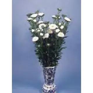 Compra ASTER DE CHINA FAN BLANCA (1.000 Semillas) en la tienda online Fito Agrícola