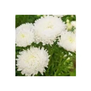 Compra ASTER DE CHINA PRINCESS BLANCA (100 gr.). en la tienda online Fito Agrícola