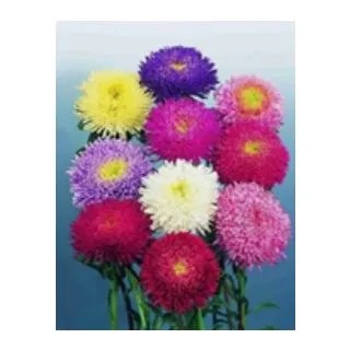 Compra ASTER DE CHINA PRINCESS MEZCLA (100 gr.). en la tienda online Fito Agrícola