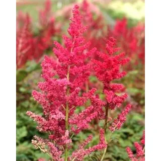 Compra ASTILBE ARENDSII SPINELL (25 Unid.). en la tienda online Fito Agrícola