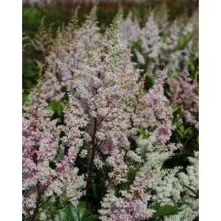 Compra ASTILBE JAPONICA PEACH BLOSSOM (25 Unid.). en la tienda online Fito Agrícola