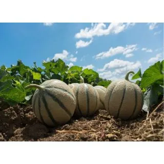 Compra MELÓN ATOMUS F1 (1.000 Semillas) en la tienda online Fito Agrícola