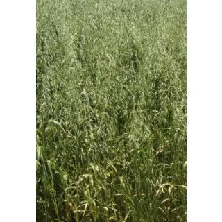 Compra AVENA SÁTIVA FORRIDENA R2 ECOLÓGICA (20 Kgr.). en la tienda online Fito Agrícola