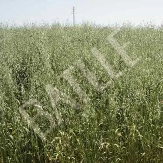 Compra AVENA SÁTIVA FORRIDENA R1 ECOLÓGICA (25 Kgr.). en la tienda online Fito Agrícola