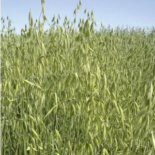 Compra AVENA SÁTIVA KBIRA R2 Sin Tratar (20 Kgr.). en la tienda online Fito Agrícola