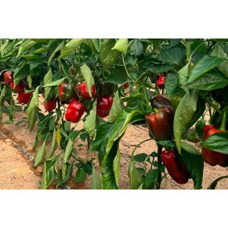 Compra PIMIENTO AYOSA F1 (1000 Semillas). en la tienda online Fito Agrícola