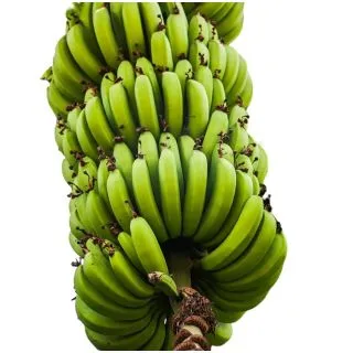 Compra PLATANERA CANARIA en la tienda online Fito Agrícola