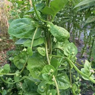 Compra BASEL ALB (Spanac de Malabar) AB (50 de semințe). en la tienda online Fito Agrícola