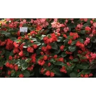 Compra BEGONIA BENARIENSIS BIG ROJA (Hoja Verde) F1 (144 Plantas) en la tienda online Fito Agrícola