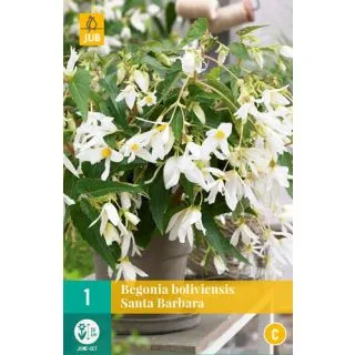 Compra BEGONIA BOLIVIENSIS SANTA BARBARA en la tienda online Fito Agrícola