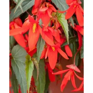 Compra BEGONIA BOLIVIENSIS SANTA CRUZ (10 unid.). en la tienda online Fito Agrícola