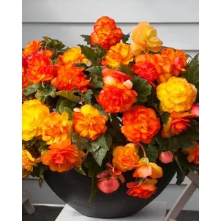 Compra BEGONIA CASCADE SUNRAY (25 Unid.). en la tienda online Fito Agrícola