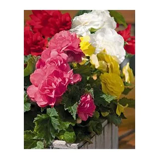 Compra BEGONIA GRANDIFLORA MIX (25 Unid.). en la tienda online Fito Agrícola