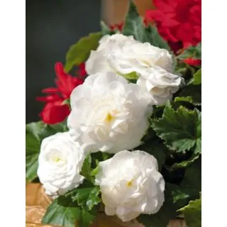 Compra BEGONIA GRANDIFLORA WHITE (25 Unid.). en la tienda online Fito Agrícola