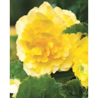 Compra BEGONIA GRANDIFLORA YELLOW (25 Unid.). en la tienda online Fito Agrícola