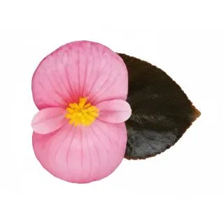 Compra BEGONIA VIKING XL BRONCE COLOR ROSA (144 Plantas) en la tienda online Fito Agrícola