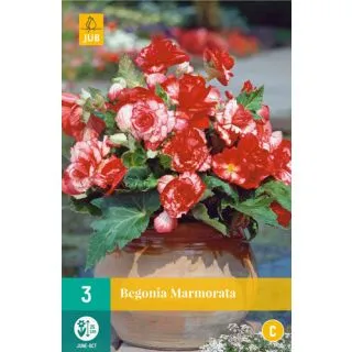 Compra BEGONIA MARMORATA en la tienda online Fito Agrícola