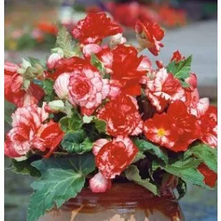 Compra BEGONIA MARMORATA (25 Unid.). en la tienda online Fito Agrícola