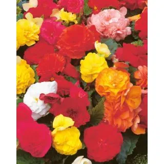 Compra BEGONIA NON-STOP MIX (25 Unid.). en la tienda online Fito Agrícola