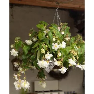 Compra BEGONIA PENDULA WHITE (25 Unid.). en la tienda online Fito Agrícola