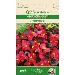 Compra BEGONIA BROUMOVA F1 (50 semințe) en la tienda online Fito Agrícola