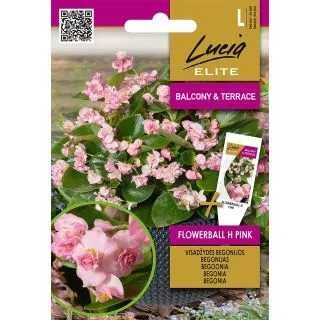 Compra BEGONIA FLOWERBALL PINK F1 (30 semințe). en la tienda online Fito Agrícola