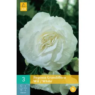 Compra BEGONIA GRANDIFLORA WHITE en la tienda online Fito Agrícola