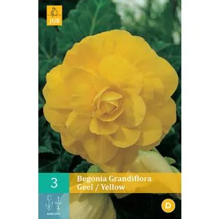 Compra BEGONIA GRANDIFLORA YELLOW en la tienda online Fito Agrícola