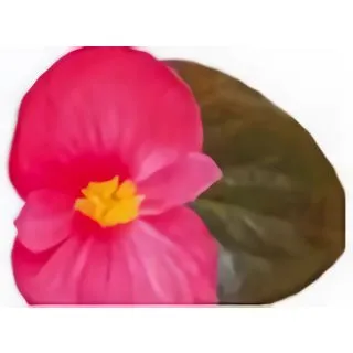 Compra BEGONIA VIKING XL CHOCOLATE COLOR ROSA (144 Plantas). en la tienda online Fito Agrícola