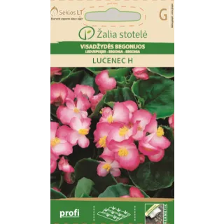 Compra BEGONIA LUCENEC F1 (50 semințe) en la tienda online Fito Agrícola