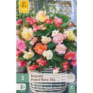 Compra BEGONIA PASTEL WAVE MIX en la tienda online Fito Agrícola