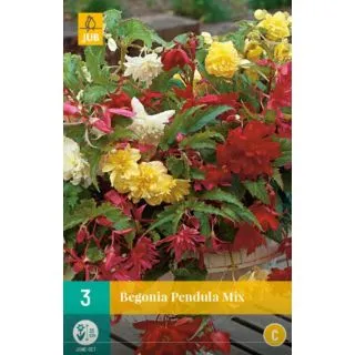 Compra BEGONIA PENDULA MIX (3 Unid.). en la tienda online Fito Agrícola