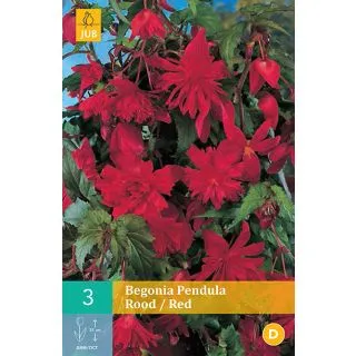 Compra BEGONIA PENDULA RED en la tienda online Fito Agrícola