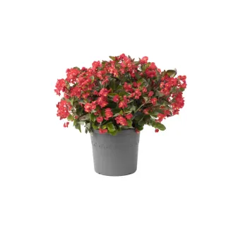 Compra BEGONIA VIKING COLOR ROȘU (Frunză Verde) (144 Plante). en la tienda online Fito Agrícola