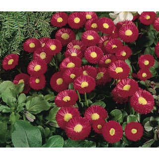 Compra BELLIS SPEEDSTAR PLUS CARMINE Pildorada F1 (1.000 Semillas) en la tienda online Fito Agrícola