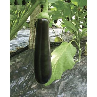 Compra BERENJENA IDEAL F1 (1.000 Semillas) en la tienda online Fito Agrícola