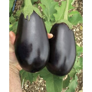 Compra BERENJENA NERELLA F1 (1.000 Semillas) en la tienda online Fito Agrícola