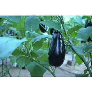 Compra BERENJENA SERAFINA F1 (500 Semillas). en la tienda online Fito Agrícola