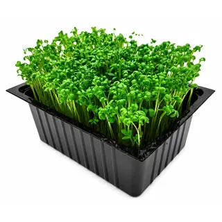 Compra CRESON DE GRADINA MICROGREENS BIO (1 Kgr.) en la tienda online Fito Agrícola