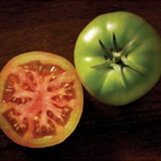 Compra TOMATE BODAR F1 Pildorada (5000 Semillas) en la tienda online Fito Agrícola