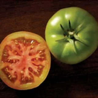 Compra TOMATE BODAR F1 Pildorada (5000 Semillas) en la tienda online Fito Agrícola