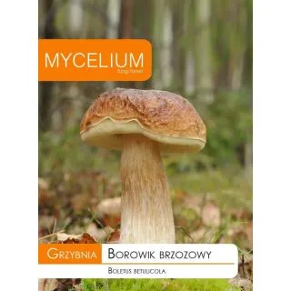 Compra MICELIO BOLETO ABEDUL Boletus betulicola (10 gr.). en la tienda online Fito Agrícola