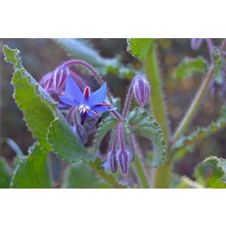 Compra BORRAJA SILVESTRE - Comestible (1 Kgr.). en la tienda online Fito Agrícola