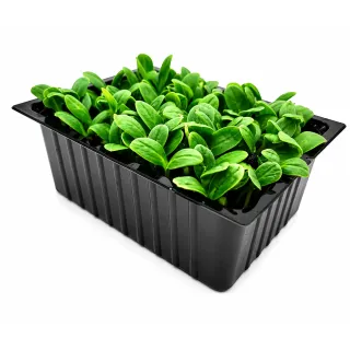 Compra BORAJ MICROGREENS NT (500 gr.) en la tienda online Fito Agrícola